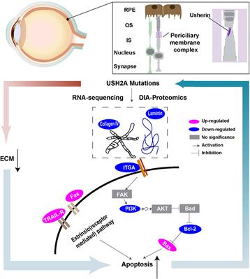 Retinal organoids and microfluidic chip-based approaches to explore the retinitis pigmentosa with USH2A mutations